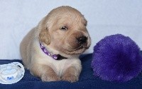 CHIOT
