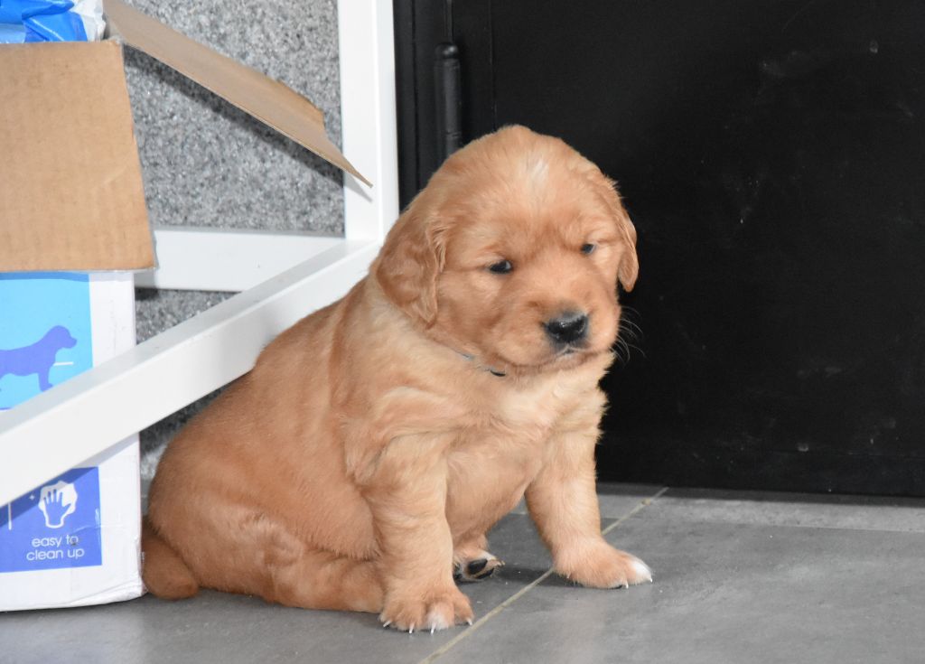 De Miel et d'Or - Golden Retriever - Portée née le 03/04/2018